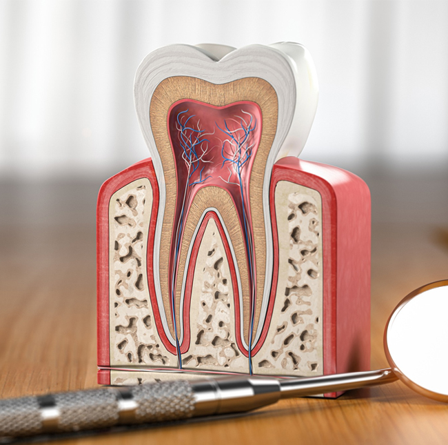 Dental cross-section model displaying tooth anatomy with probe on wooden surface.